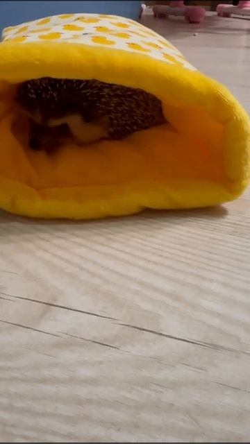 Ёжик Вася. Часть 2. смотреть онлайн