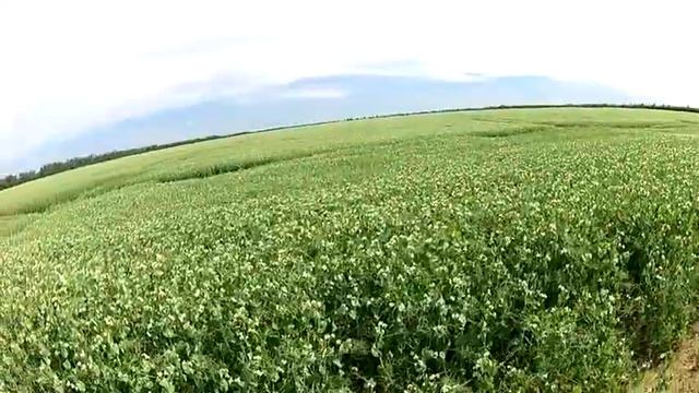 Собрал New Holland,купили Acros 595,обзор посевов 2017 смотреть онлайн