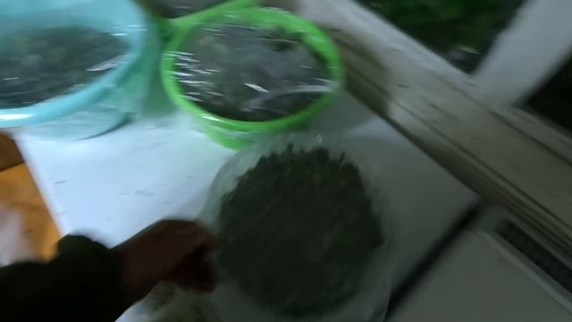 Лето в деревне: заготовки Иван чая, черника и соленые огурцы! смотреть онлайн