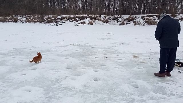 Зима-весна 2024г. Кошки на рыбалке и лиса у дома/Хуторок у Реки/Life in the village смотреть онлайн
