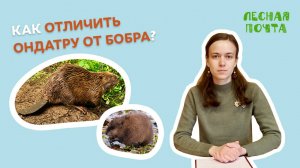 Как отличить ондатру от бобра? Лесная почта Лапландского заповедника