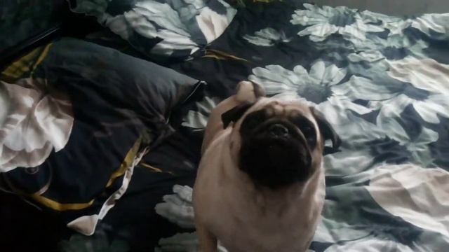 Мопс приветствует смотреть онлайн