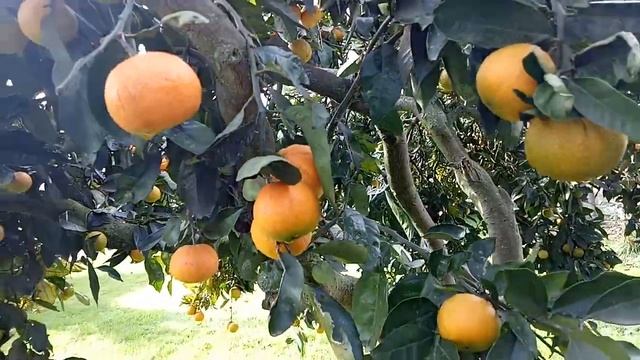orange fruits in new zealand смотреть онлайн