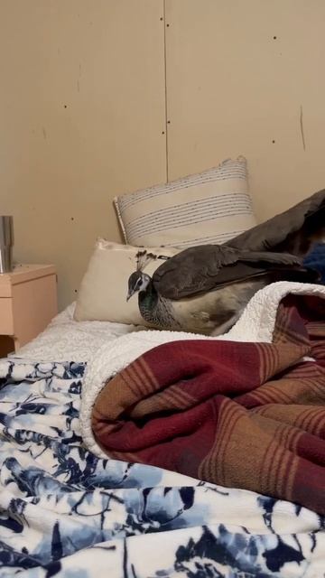 I found a GIANT egg in my BED!?! #shorts смотреть онлайн