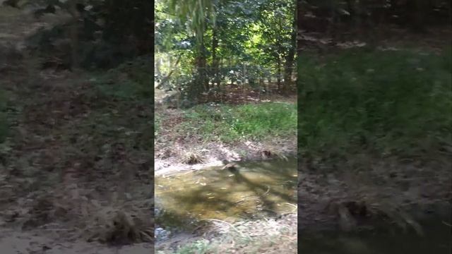 Дикие утки в Григолети смотреть онлайн