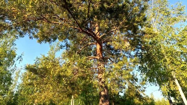 САПБОРДЫ в сезон часть 2 смотреть онлайн