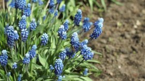 Весна прекрасна