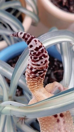 Милашка☺️💗🦎