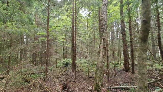 #базаотдыха#кандикюля#грибы#ленинградскаяобласть#финскийзалив