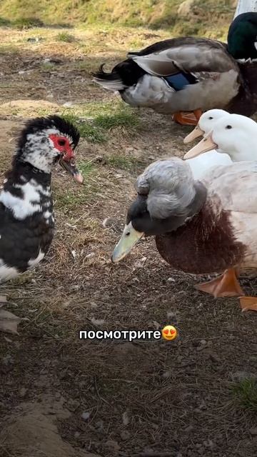 Стадо диких мангалов и бэмби олени… Где и что это?😄 смотреть онлайн