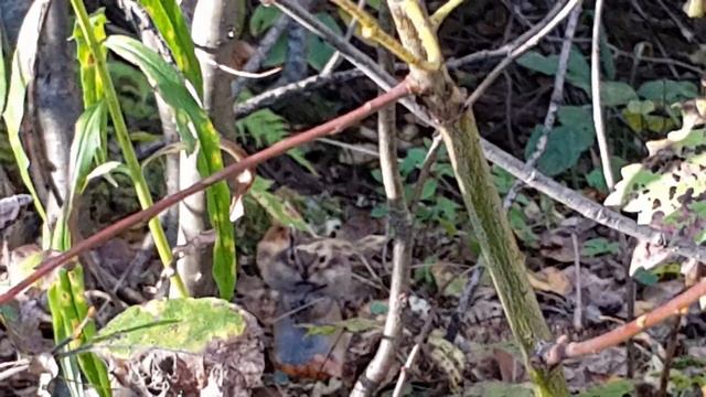 бурундучок в лесу. Междуреченск, сентябрь 2016 смотреть онлайн