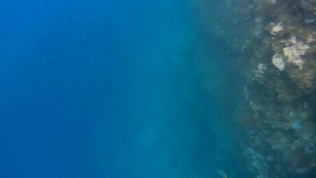 Под красной водой 2 474 Коралловый риф Dreams Beach Hotel, Египет, Шарм-Эль-Шейх, Тауэр Бэй 2023 смотреть онлайн