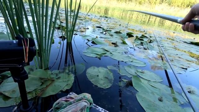 🐟ТЯГАЮ ОДНОГО ЗА ОДНИМ. УХ І ЛАПТІ. 🎣 ВЕЧІРНЯ РИБОЛОВЛЯ на поплавок. Рибалка на карася.