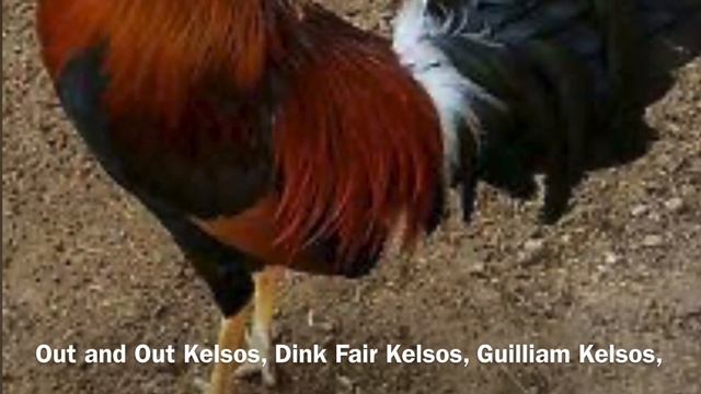TOP GAMEFOWL BLOODLINES | KELSOS. смотреть онлайн