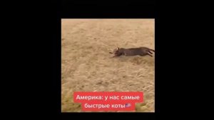 Мемы Америка vs Россия из тик тока