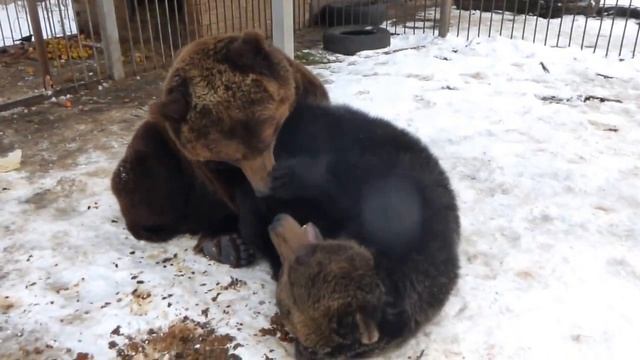 Потап и Тоня смотреть онлайн