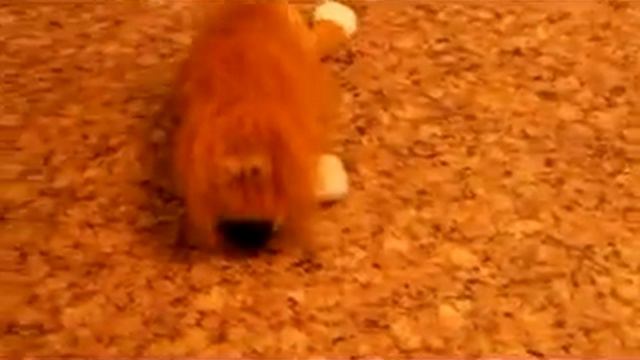 Смеющийся Лев.flv смотреть онлайн