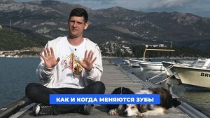 ПЕРЕЖИТЬ СМЕНУ ЗУБОВ У ЩЕНКА 🐶 Что делать если у собаки чешутся десны 🐕 Когда режутся зубы 🐩