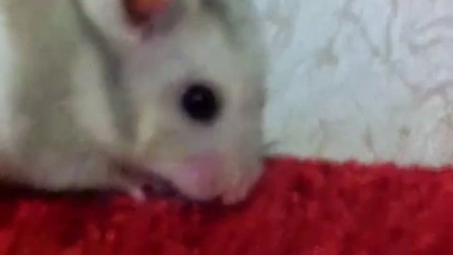 Хомяк ааааааааа смотреть онлайн