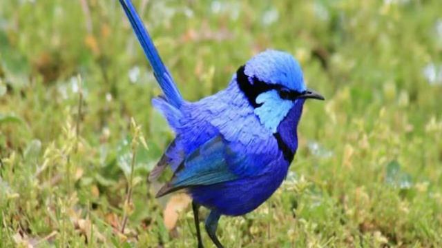 Австралия, Nannup - Jarrah Glen Cabins 3 Star смотреть онлайн