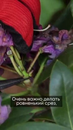 Что делать после цветения Рододендрона