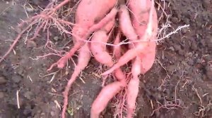 урожай батата в сибири 2022год