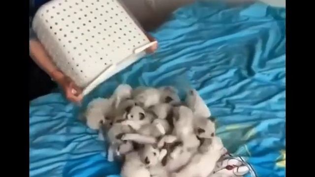 Best Satisfying Video Telegram/TikTok смотреть онлайн