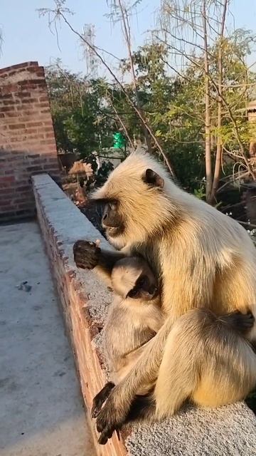 hanuman https://media.tenor.com/OaiLRS3vFQcAAAAM/lord-hanuman-lordhanuman.gif