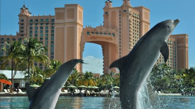 Atlantis Bahamas - 14. Дельфинарий. Это чудо! смотреть онлайн