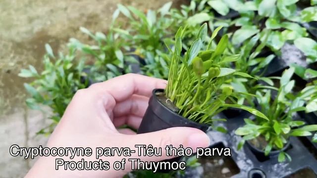 Cryptocoryne parva-Tiêu thảo parva-www.thuymoc.com.vn смотреть онлайн
