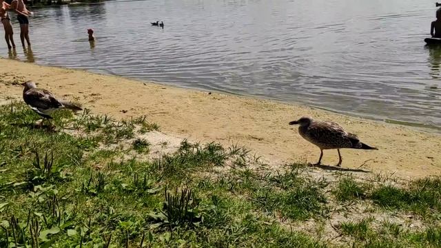 Безлюдовка. Пляж Песочница. смотреть онлайн