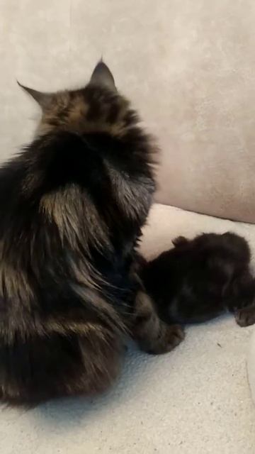 Котенок Курильского Бобтейла от родителей с хорошей родословной! Кому такую лапочку?