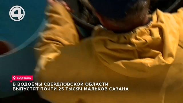 8000 сазанов в новом доме: как в Свердловской области восстанавливают популяцию рыбы смотреть онлайн