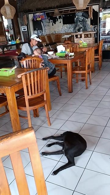 Фуу бездомная собака в кафе рядом с нами?🤥 смотреть онлайн