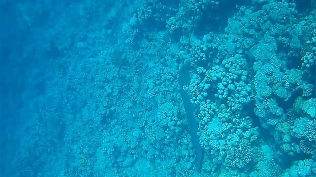 Египет/Красное море/ бухта Рас-Ум-Эль-Сид/подводный мир/2023 смотреть онлайн