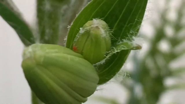 Beautiful Lilac Flower of Gentle Lady Alice Lily Plant смотреть онлайн