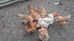 УРОЖАЙ ОТ ГОЛОШЕЕК🤗👍