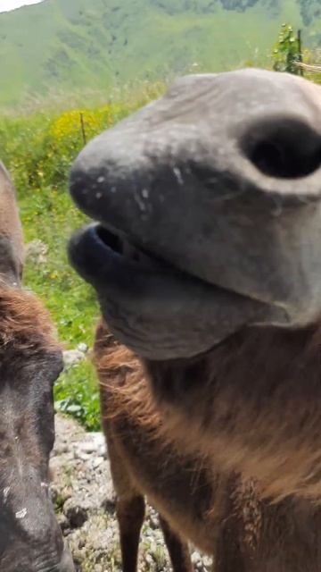 Отдых в Грузии смотреть онлайн