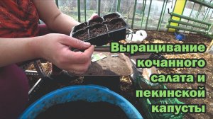 Правила выращивания кочанного салата и пекинской капусты