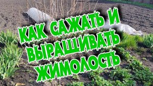 Секреты выращивания жимолости