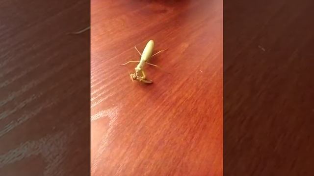 Страх даитолько смотреть онлайн