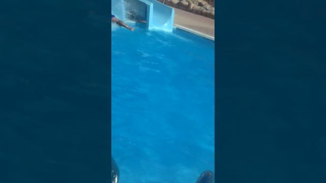 Горки в park inn Египет 2015 смотреть онлайн