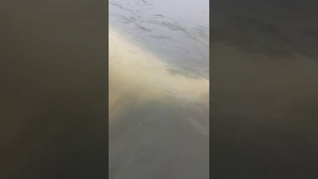 Белуха рыбу требует 😊 Камчатка 2024 г #камчатка #рыбалка #экстрим #белуха #кит #whale #belugawhale смотреть онлайн