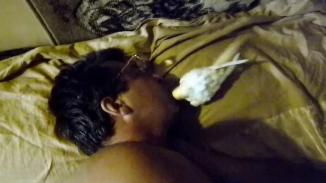 Попугайка-целовайка смотреть онлайн