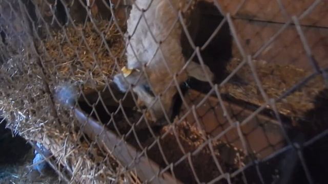 ЁЖИК ВЫЗДОРОВЕЛ. БИО-ФЕРМА МАНГАЛИЦА смотреть онлайн