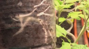 Корни растут, как бешенные! Рассада томатов, которую я заглубила.