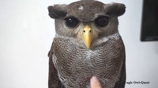 Gamer Owl, Eagle Owl (Tora) フクロウ ワシミミズク сова сыч филин 雕鸮 猫头鹰 올빼미목 Burung Hantu