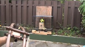 Shooting a Centershot Double PVC Bow With Built In Quiver