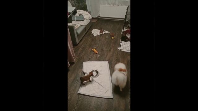 Цвергпинчер, помет "Л", д.р. 27.11.2023г. смотреть онлайн