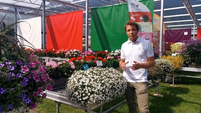 Brachyscome: Surdaisy White - IT смотреть онлайн